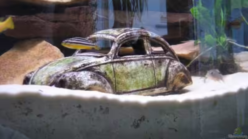 Dekoration im Aquarium Becken 4850 von Thomas Illner (3)