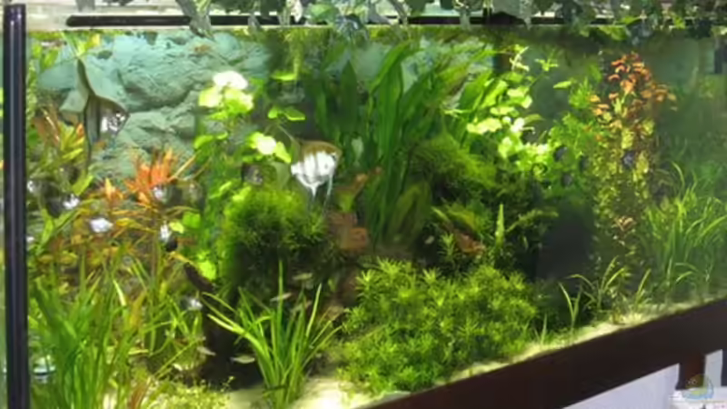 Dekoration im Aquarium Becken 4891 von Inge Zuber (11)