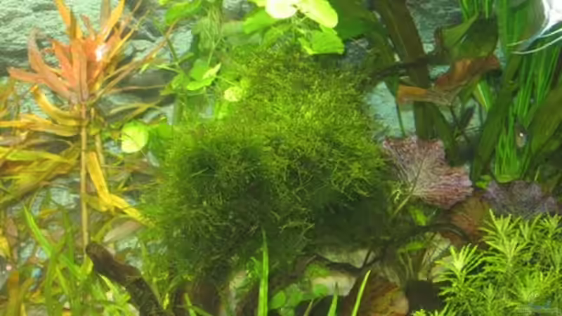 Dekoration im Aquarium Becken 4891 von Inge Zuber (12)