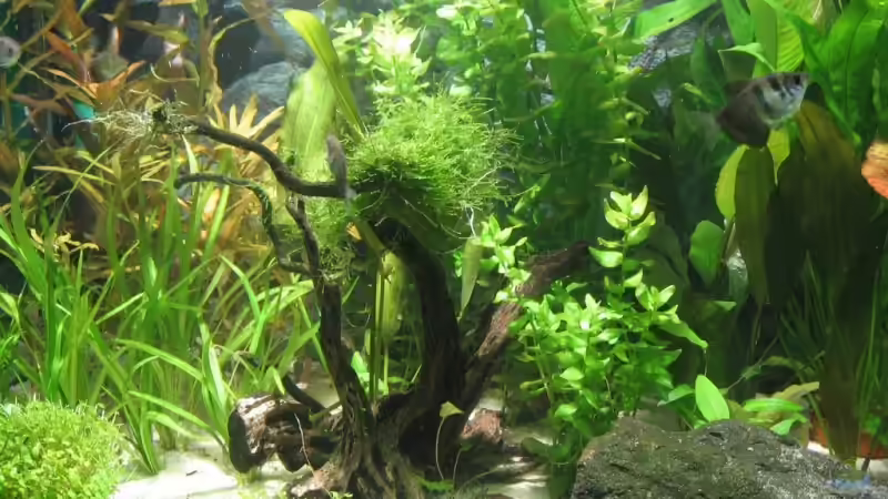 Dekoration im Aquarium Becken 4891 von Inge Zuber (8)