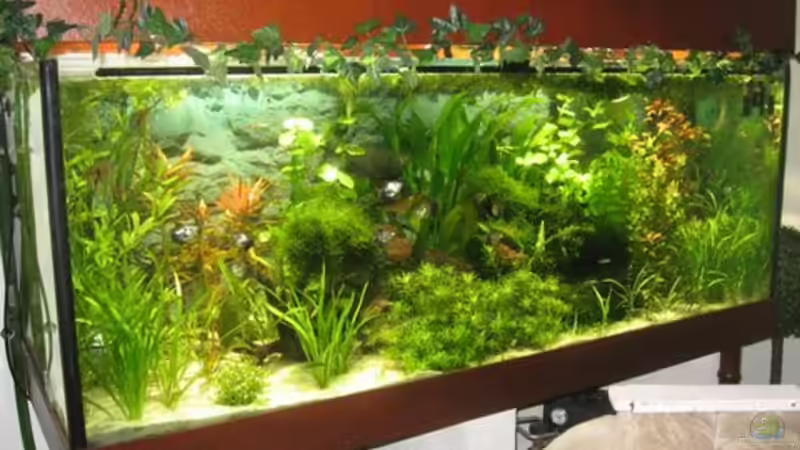 Dekoration im Aquarium Becken 4891 von Inge Zuber (9)