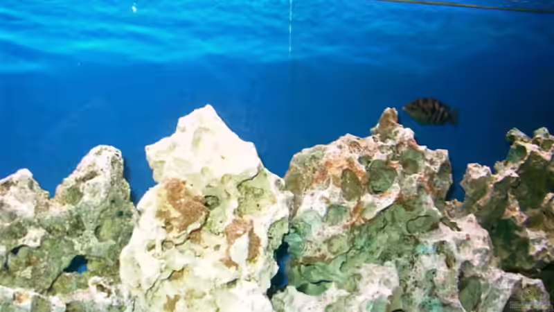 Dekoration im Aquarium Becken 491 von Tobias Noll (5)