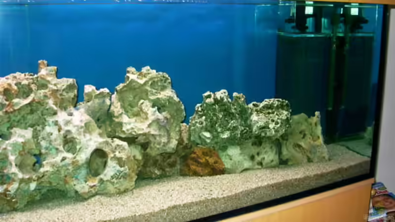 Dekoration im Aquarium Becken 491 von Tobias Noll (6)