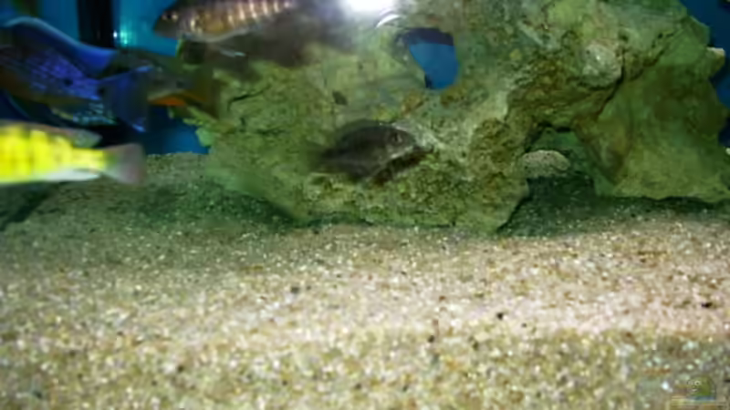 Dekoration im Aquarium Becken 491 von Tobias Noll (7)