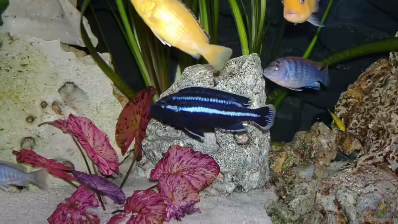 Dekoration im Aquarium Becken 4916 von Olli% (10)