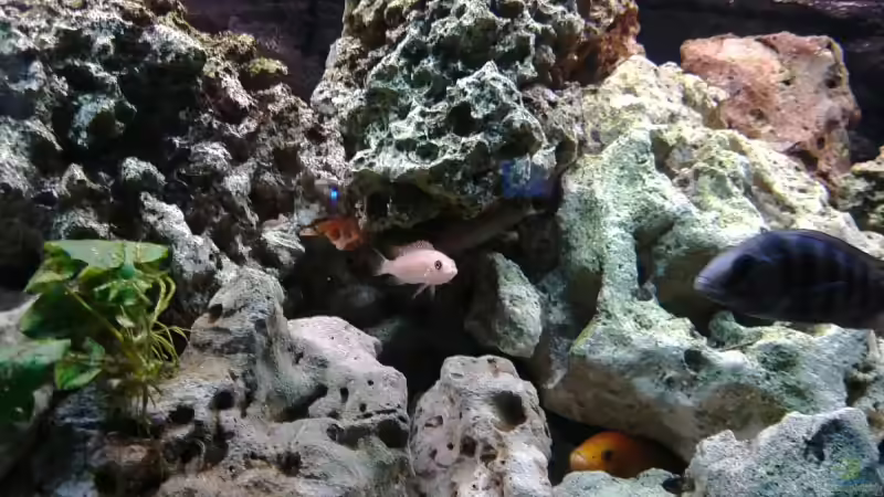 Dekoration im Aquarium Becken 4916 von Olli% (7)