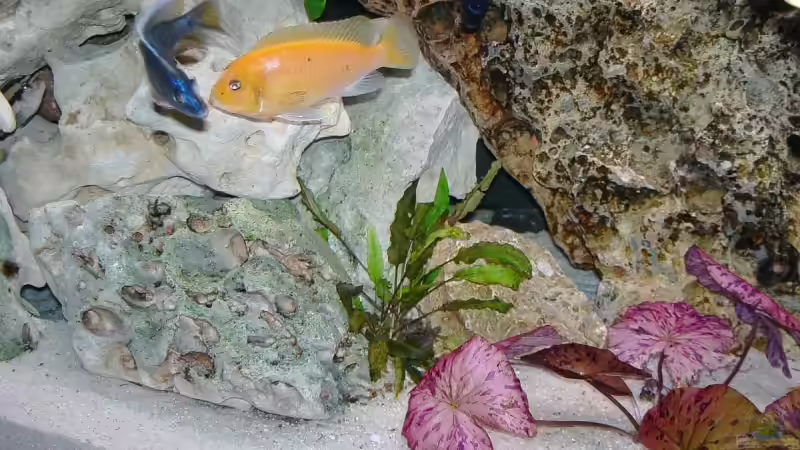 Dekoration im Aquarium Becken 4916 von Olli% (8)