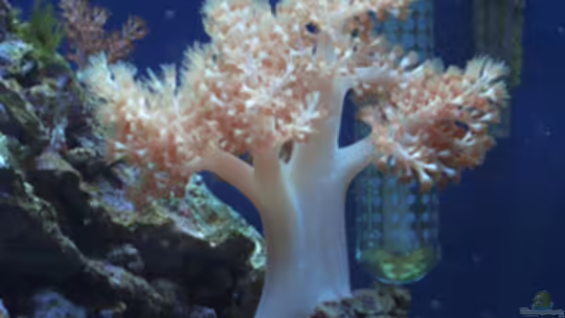 Dekoration im Aquarium Becken 4934 von Hendrik Hartwig (10)