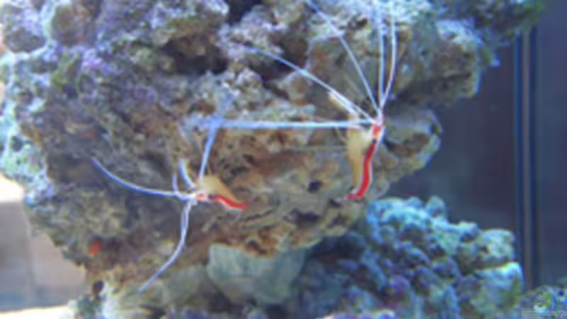 Dekoration im Aquarium Becken 4934 von Hendrik Hartwig (12)