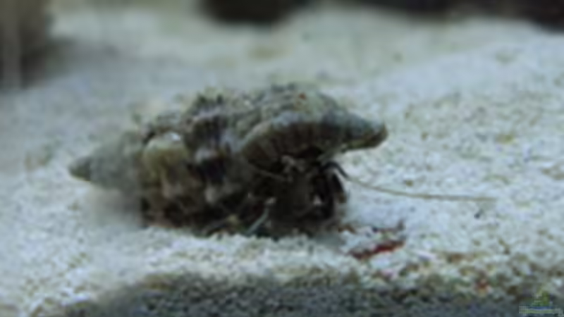 Dekoration im Aquarium Becken 4934 von Hendrik Hartwig (14)