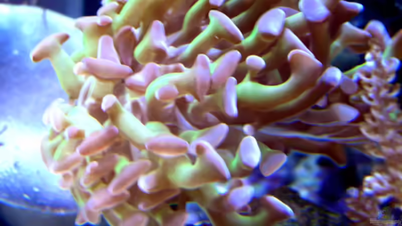 Dekoration im Aquarium Becken 4934 von Hendrik Hartwig (16)