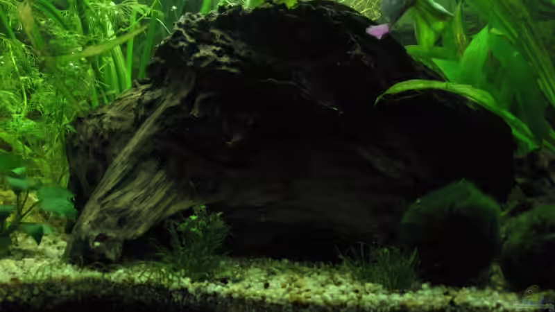 Dekoration im Aquarium Becken 4935 von Benni Gulden (2)