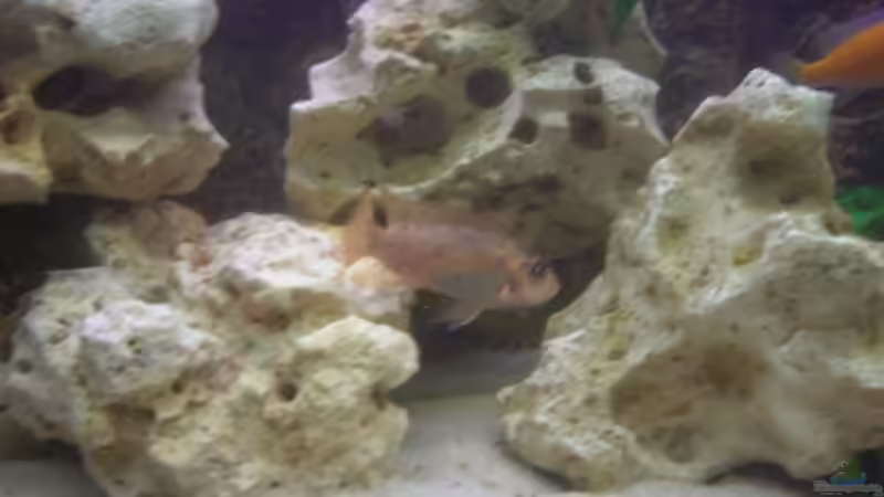 Dekoration im Aquarium Becken 4958 von Oliver Günzl (3)