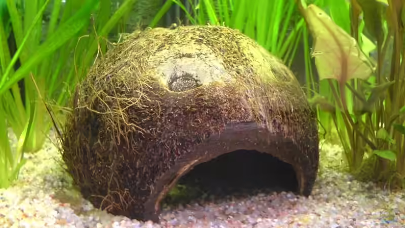 Dekoration im Aquarium Becken 4977 von Faye (6)