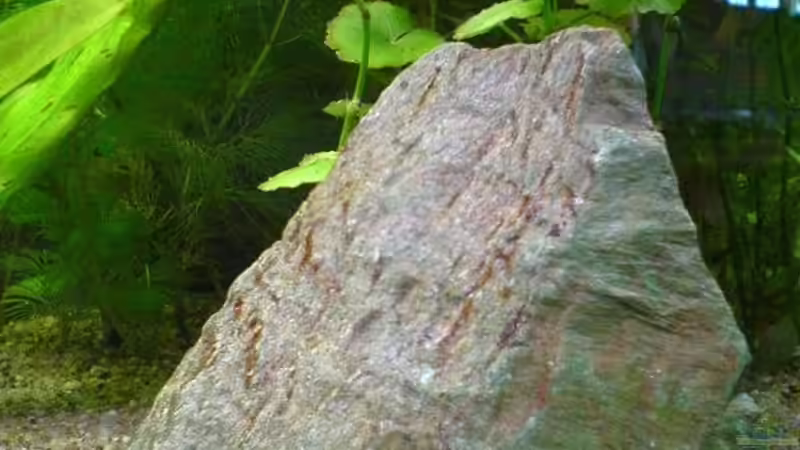 Dekoration im Aquarium Becken 4977 von Faye (7)