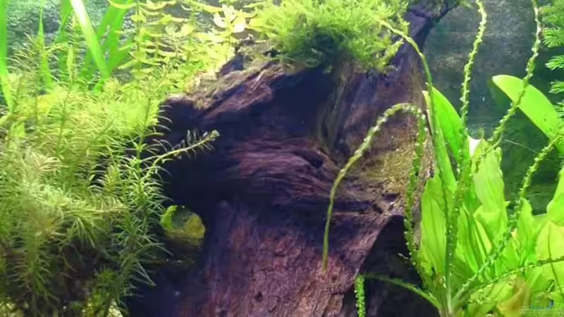 Dekoration im Aquarium Becken 4977 von Faye (8)