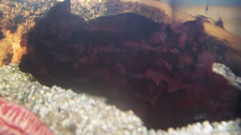 Dekoration im Aquarium Becken 4980 von jgfjjzjt (4)