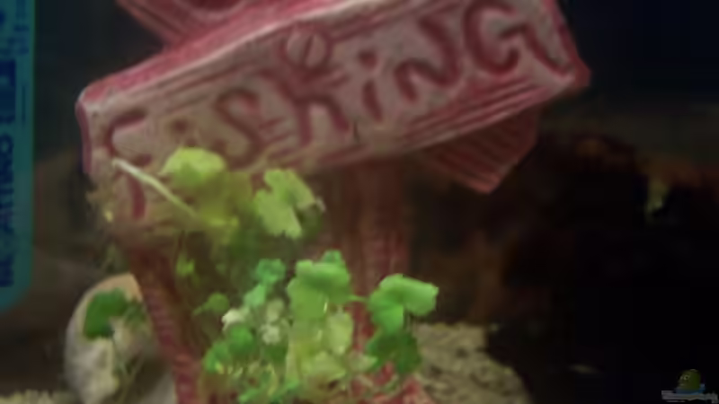 Dekoration im Aquarium Becken 4980 von jgfjjzjt (5)