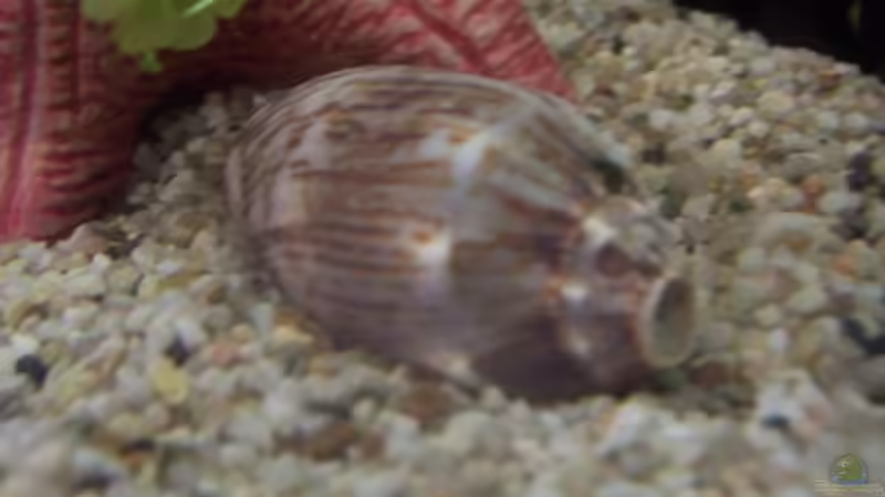 Dekoration im Aquarium Becken 4980 von jgfjjzjt (6)