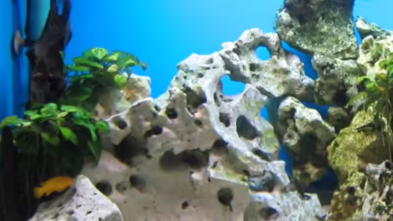 Dekoration im Aquarium Becken 4996 von Erik Colditz (11)