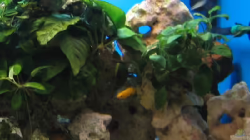 Dekoration im Aquarium Becken 4996 von Erik Colditz (12)