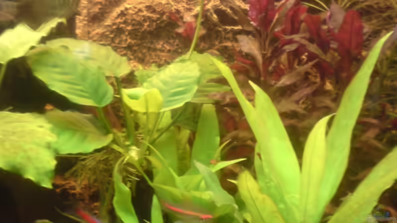 Dekoration im Aquarium Becken 4999 von stevo27 (15)