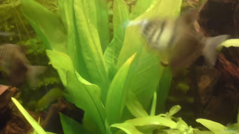 Dekoration im Aquarium Becken 4999 von stevo27 (16)