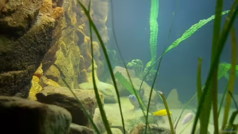 Dekoration im Aquarium Becken 5026 von Nico A. (7)