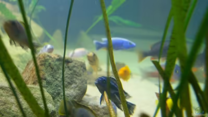 Dekoration im Aquarium Becken 5026 von Nico A. (8)