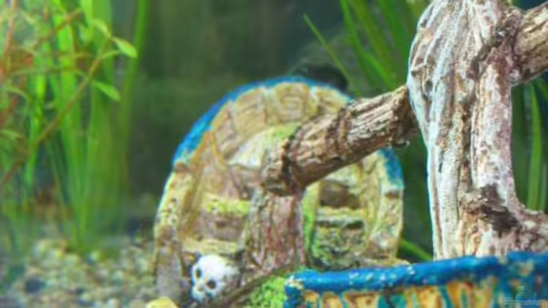 Dekoration im Aquarium Becken 5027 von Sven Lührs (2)