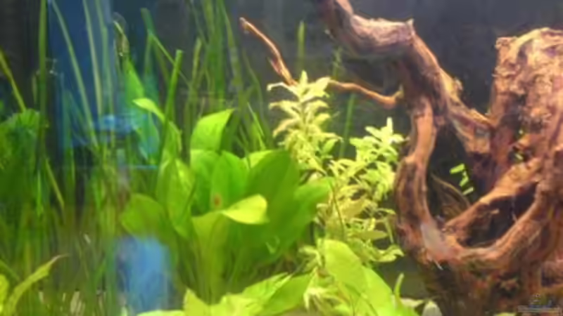 Dekoration im Aquarium Becken 5040 von Daniel Kroppenberg (6)