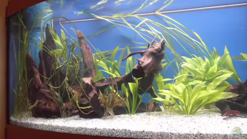 Dekoration im Aquarium Becken 5052 von Artur Wegert (10)