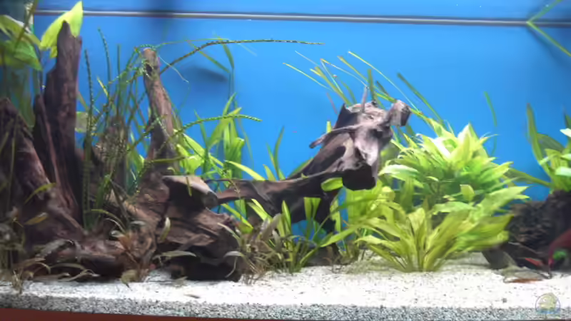 Dekoration im Aquarium Becken 5052 von Artur Wegert (11)