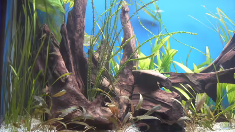 Dekoration im Aquarium Becken 5052 von Artur Wegert (12)