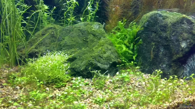 Dekoration im Aquarium Becken 5078 von David Nachtweih (6)