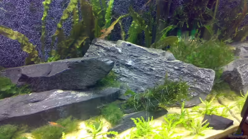 Dekoration im Aquarium Becken 5103 von David Nachtweih (4)