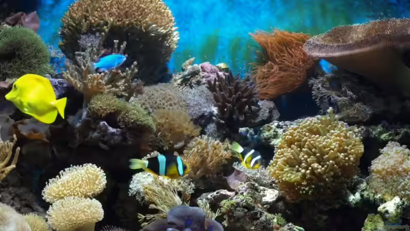 Dekoration im Aquarium Becken 5109 von lex2lex (20)