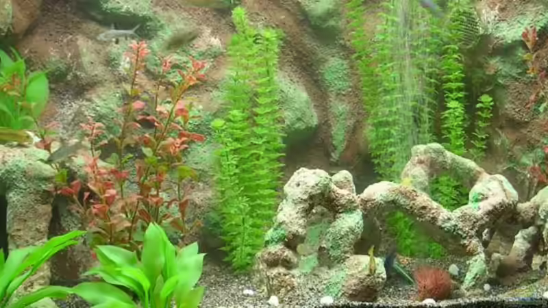 Dekoration im Aquarium Becken 511 von Sebastian Ruminski (3)