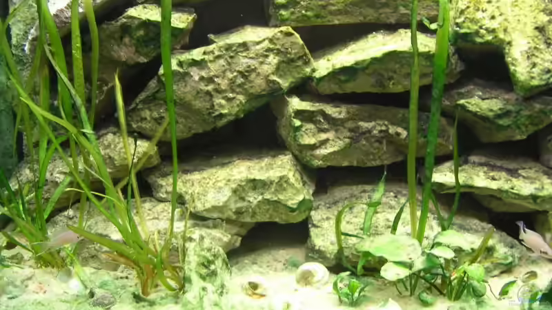 Dekoration im Aquarium Becken 511 von Sebastian Ruminski (4)