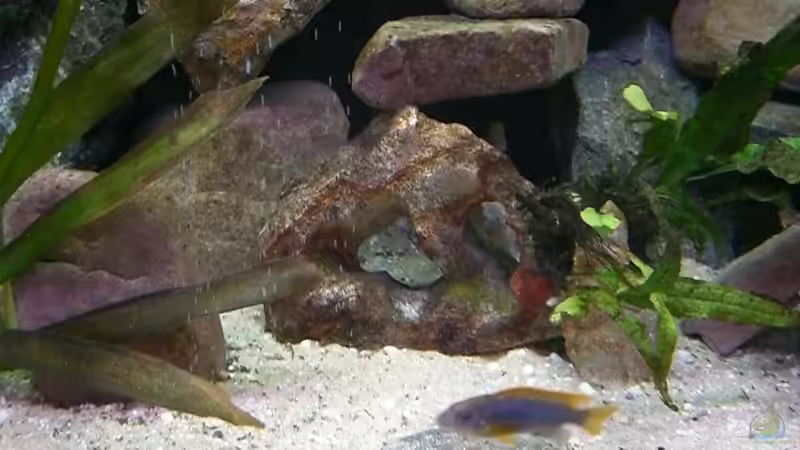 Dekoration im Aquarium Becken 5110 von maggo 28 (15)