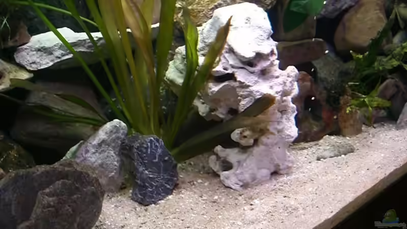 Dekoration im Aquarium Becken 5110 von maggo 28 (16)