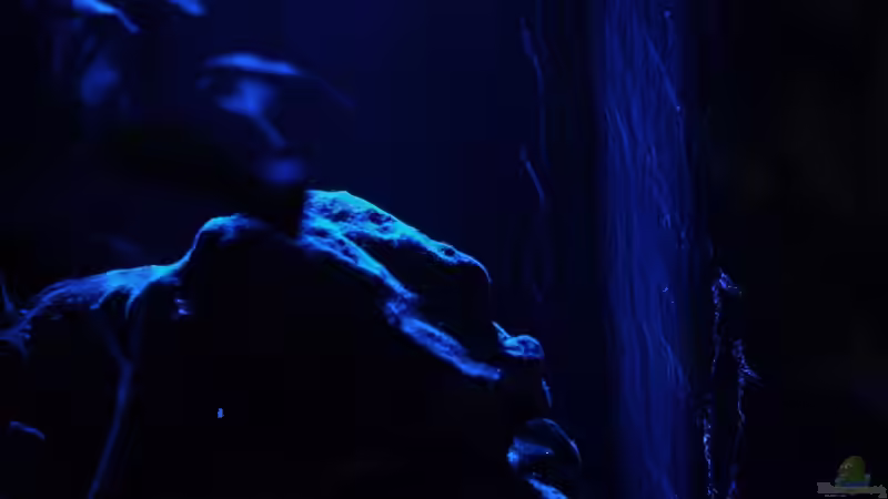 Dekoration im Aquarium Becken 5110 von maggo 28 (17)