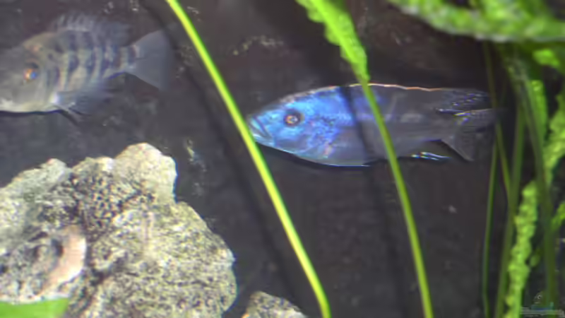 Dekoration im Aquarium Becken 512 von Fred Wieber (4)