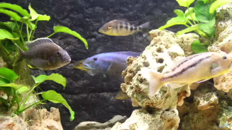 Dekoration im Aquarium Becken 512 von Fred Wieber (6)