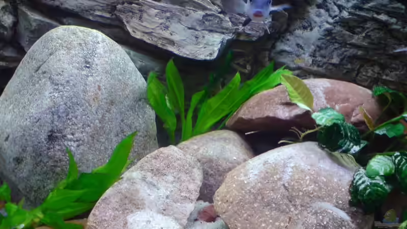 Dekoration im Aquarium Becken 5146 von Astralo (4)