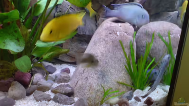 Dekoration im Aquarium Becken 5146 von Astralo (5)