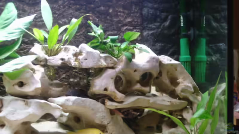 Dekoration im Aquarium Becken 515 von Marc Weise (11)