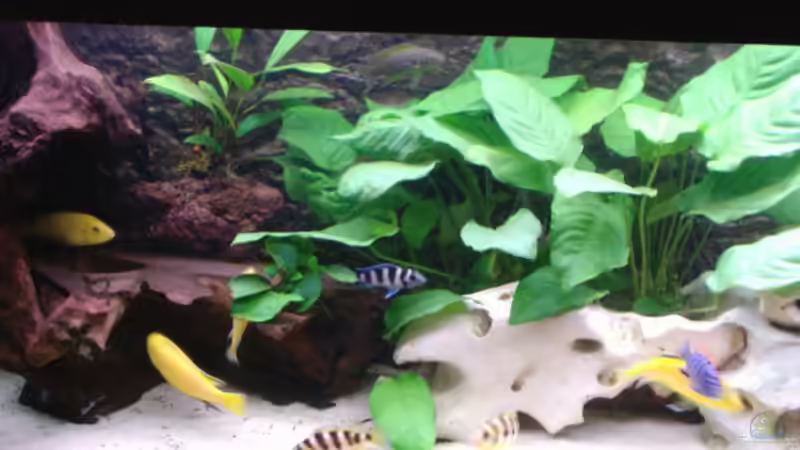 Dekoration im Aquarium Becken 515 von Marc Weise (4) (9)