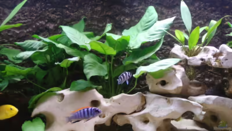 Dekoration im Aquarium Becken 515 von Marc Weise (5) (10)