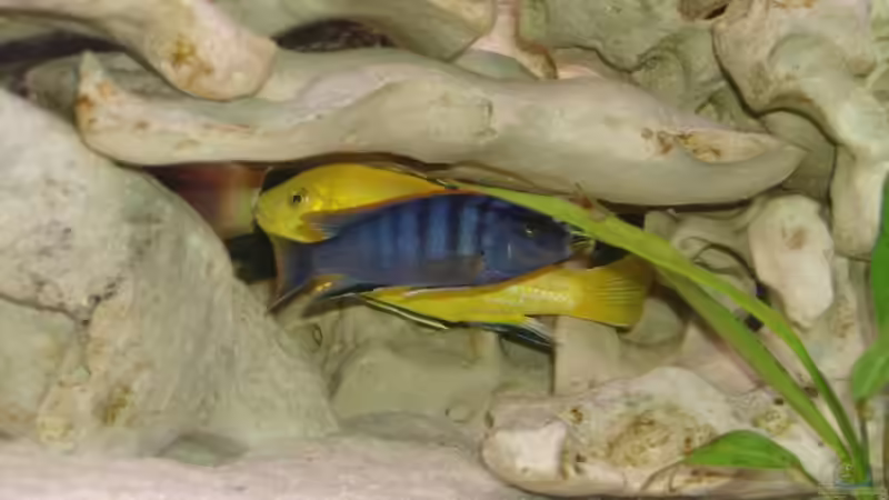 Dekoration im Aquarium Becken 516 von Manuela Schmidt & Marc Weise (11)